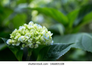 hydrangea in italian