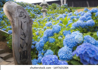 Ajisai Flower High Res Stock Images Shutterstock