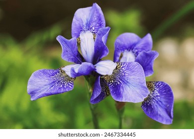 Beautiful blooming iris in sunny June - Powered by Shutterstock