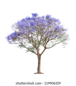 Jacaranda Tree Images Stock Photos Vectors Shutterstock