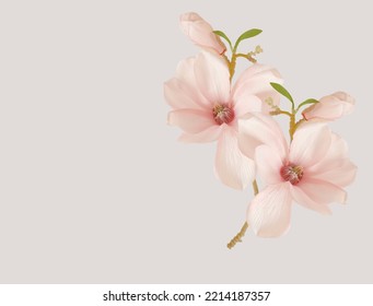 Beautiful blooming light pink magnolia flower isolated on white background.  - Shutterstock ID 2214187357