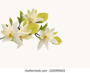 Beautiful blooming light yellow magnolia flower isolated on white background.  - Shutterstock ID 2235909631