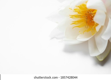 Beautiful blooming lotus flower on white background, closeup