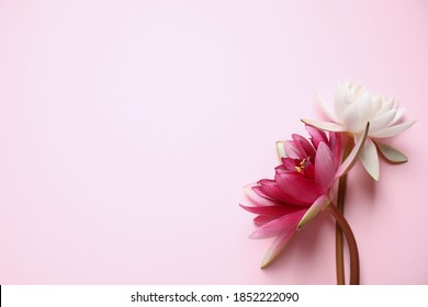 Beautiful blooming lotus flowers on pink background, flat lay. Space for text