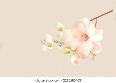 Beautiful blooming magnolia flower isolated on soft color  background.  - Shutterstock ID 2213585463