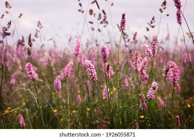 Beautiful blooming meadow. Pink wild flowers