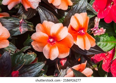 Beautiful blooming New Guinea Impatiens flowers.