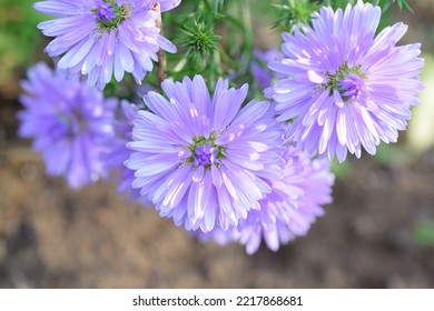 Beautiful Blooming New York Aster