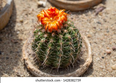 Beautiful Blooming Parodia Subterranea Cactus In June