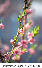 Beautiful blooming peach branch  - Shutterstock ID 1072149758