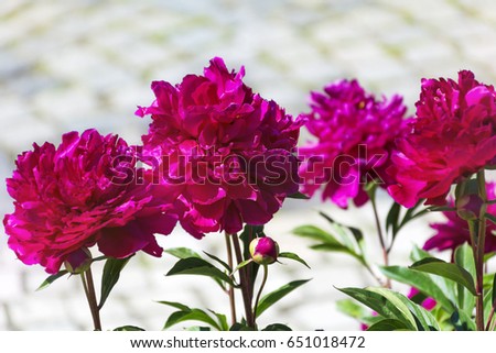 A beautiful blooming peony bush with pink flowers in a garden 