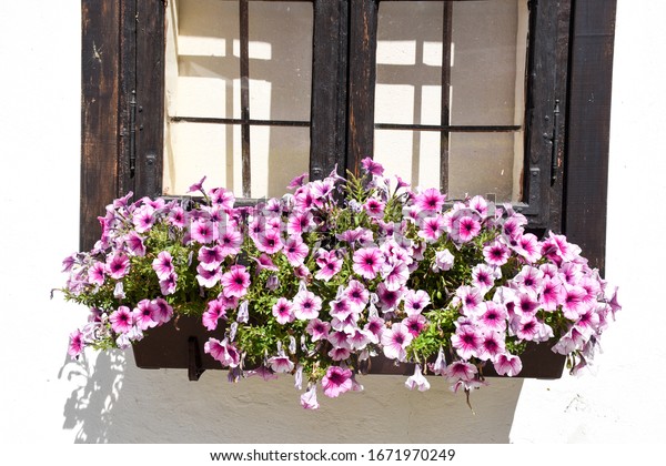 Beautiful blooming petunia flowers in window boxes on\
a nice summer day