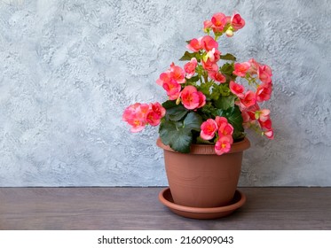Beautiful blooming pink begonia elatior in a pot with copy space. Home plants, hobby, floriculture.