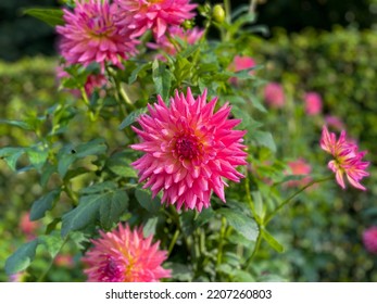 Beautiful Blooming Pink Dahlias Flowers In Summer Autumn Garden Close Up, Floral Wallpaper Background With Dahlia