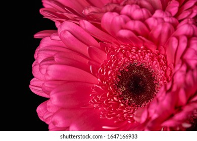 Beautiful blooming pink gerbera daisy flower on black background. Close-up photo.