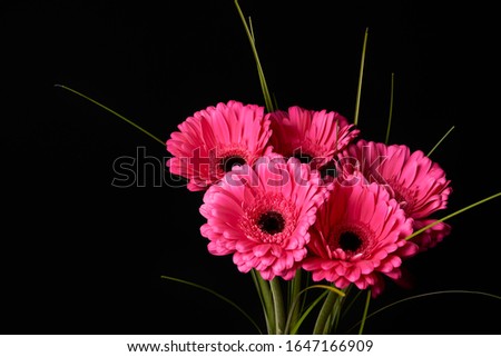 Beautiful blooming pink gerbera daisy flower on black background.