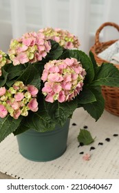 Beautiful Blooming Pink Hortensia In Bucket Indoors