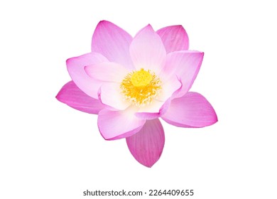 Beautiful blooming pink lotus flower on white background.