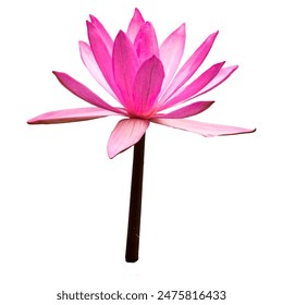 Beautiful blooming pink lotus and lily flowers isolated on a pond with lush greenery - Powered by Shutterstock