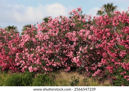 Similar – Image, Stock Photo Lush blooming oleander bush and a small dog nearby. Happy dog sits in front of vibrant pink flowering bush.