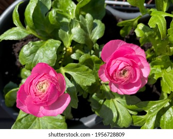 Beautiful Blooming Pink Ranunculus Flowers In Decorative Flower Pot Hanging On Balcony Fence Directly Above View, Floral Spring Summer Wallpaper Background With Ranunculus