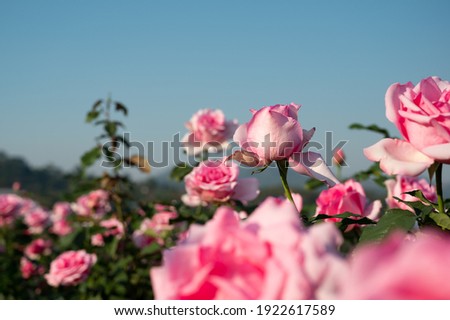 beautiful blooming pink rose garden againt the blue sky