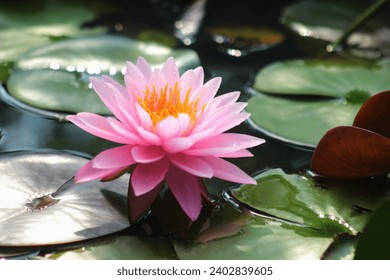 Beautiful blooming pink water lily in the nature.  - Powered by Shutterstock