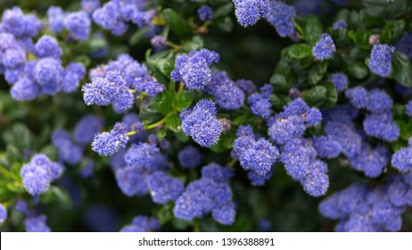 California Lilac Images Stock Photos Vectors Shutterstock