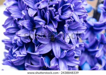 Beautiful blooming purple hyacinth flower
