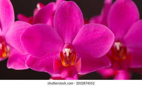 black velvet orchid