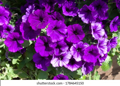 Beautiful blooming purple Petunia hybrida close up