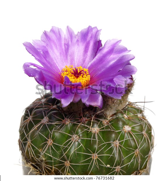 Purple Cactus Flowers Images Stock Photos Vectors Shutterstock