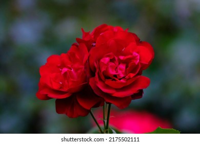 Schöne blühende rote Gartenrosen, Nahaufnahme