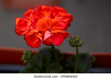 Beautiful blooming red pelargonium in the open yard. These flowers are the decoration of the garden. High quality photo