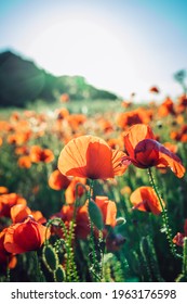 Beautiful blooming red poppy flowers field at sunset light. Vertical card. Selective focus. Copy space.