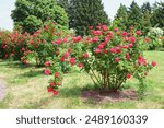 Beautiful blooming red rose flower bush, floral background, gardening. Rose bush in garden or park, outdoor in sunny day. Breeding and growing roses, gardening, landscape design