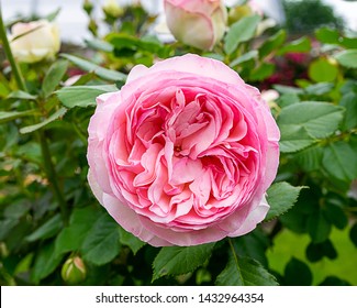 A beautiful blooming Rosa centifolia - Shutterstock ID 1432964354