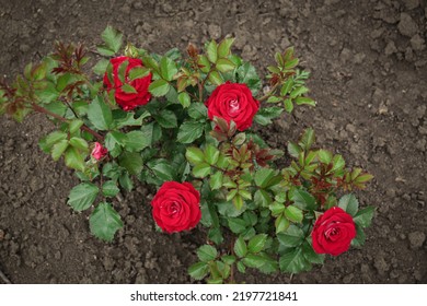 Beautiful Blooming Rose Bush In Flowerbed Outdoors, Top View