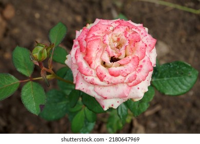 A beautiful blooming rose flower in a close-up view. The white to red hue rose speckled petals with pink dots. Botrytis cinerea (fungus) is likely the culprit.