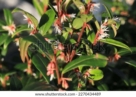 Beautiful blooming sarococca in sunny March
