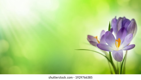 beautiful blooming spring flower crocus on blurred green abstract background, idyllic nature in springtime, blue crocus in sunny green meadow, macro shot, floral spring concept 