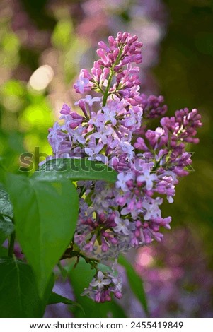 Similar – Image, Stock Photo purple lilac Violet Spring