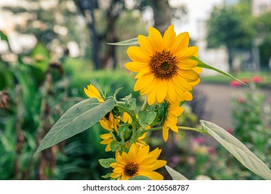 Gambar bunga matahari