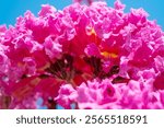 beautiful blooming Tabebuia Rosea or Tabebuia Chrysantha Nichols closeup at horizontal composition