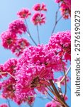 beautiful blooming Tabebuia Rosea or Tabebuia Chrysantha Nichols under blue sky vertical composition