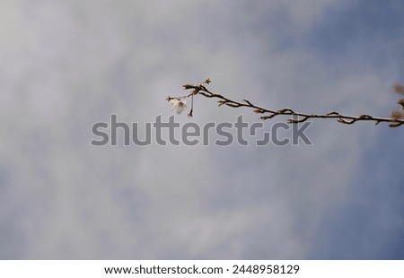 beautiful blooming tree- hello spring 