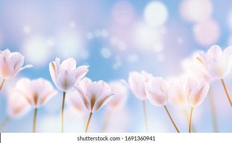 beautiful blooming tulip field on abstract blue sky in springtime, floral concept - Powered by Shutterstock