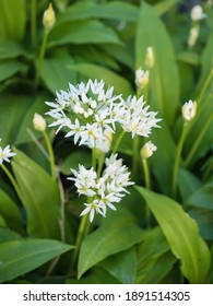 Ramsons Images Stock Photos Vectors Shutterstock