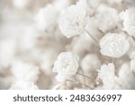 Beautiful blooming white gypsophila flowers  with light natural background macro