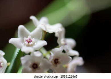Beautiful Blooming White Hoya Flower with Sap close up